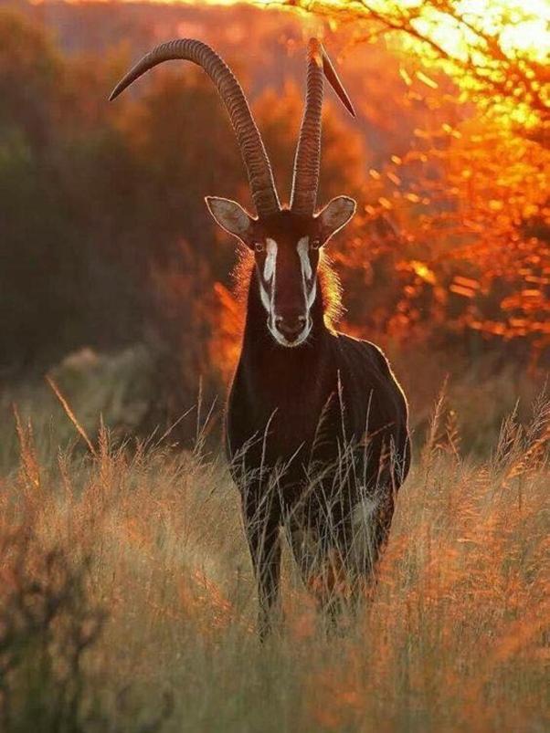 בלומפונטייין Weltevreden Game Lodge מראה חיצוני תמונה
