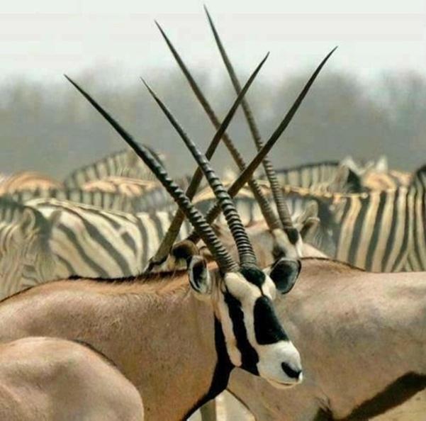 בלומפונטייין Weltevreden Game Lodge מראה חיצוני תמונה